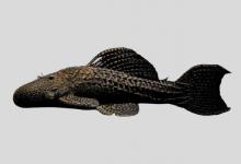 多刺假棘甲鲶是什么鱼？