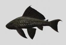 贪食锉甲鲶是什么鱼？