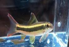 条纹墨头鱼是什么鱼？