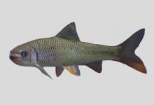 细长白甲鱼是什么鱼？