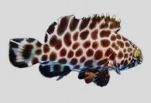 大斑石斑鱼是什么鱼？