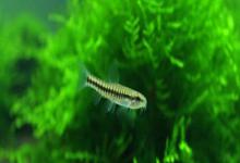 云南鳅是什么鱼？