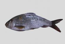 小口白甲鱼是什么鱼？