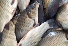 黄鲫鱼和白鲫鱼的区别