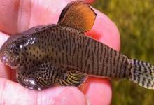 方氏拟腹吸鳅是什么鱼？