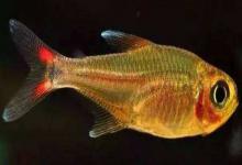 真长鳍天竺鲷是什么鱼？