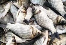 银鲫是不是工程鲫？