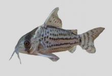 伯格斯兵鲶是什么鱼？