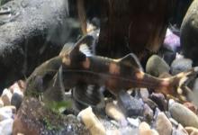 黄斑褶鮡是什么鱼？