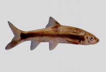 少鳞裂腹鱼是什么鱼？