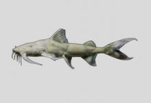 红魾是什么鱼？