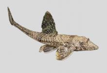 本氏锉甲鲶是什么鱼？