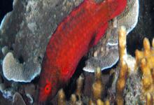 尖头唇鱼是什么鱼？