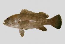 条纹石斑鱼是什么鱼？