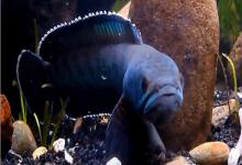 豹纹鳢是什么鱼？