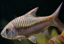 舌唇鱼是什么鱼？