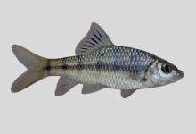 温州光唇鱼是什么鱼？