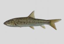 拉萨裸裂尻鱼是什么鱼？