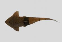 燕尾拟半齿甲鲶是什么鱼？