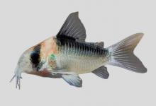 双带兵鲶是什么鱼？