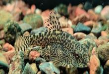 埔里华吸鳅是什么鱼？