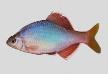 须鱊是什么鱼？