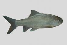 高体白甲鱼是什么鱼？