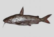 中华粒鲶是什么鱼？