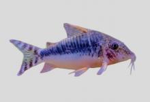 戈氏兵鯰是什么鱼？