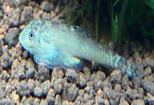 台湾间吸鳅是什么鱼？