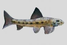 洞庭小鳔鮈是什么鱼？