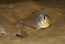 珍珠狸天竺鲷是什么鱼？