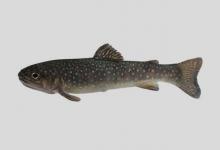 白斑红点鲑是什么鱼？