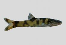 黄线薄鳅是什么鱼？