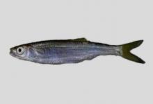 四川半䱗是什么鱼？