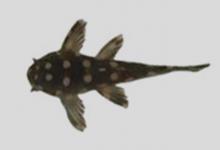 银河兔甲鲶是什么鱼？