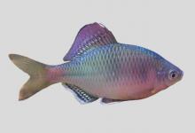 刺鳑鲏是什么鱼？