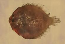 高体大鳞鲆是什么鱼？