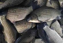 彭泽鲫和工程鲫的区别