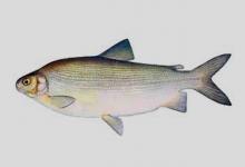 宽鼻白鲑是什么鱼？