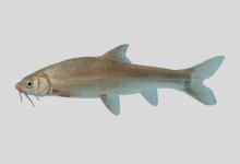 巨须裂腹鱼是什么鱼？