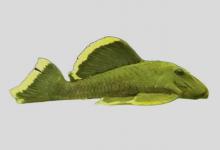 黄边重钩鲶是什么鱼？