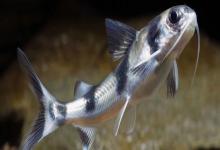 长丝黑鮡是什么鱼？