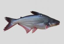 博氏巨鲶是什么鱼？