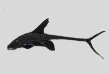 黑尾锉甲鲶是什么鱼？