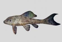 沃尔夫锉甲鲶是什么鱼？