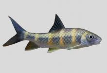 河口光唇鱼是什么鱼？