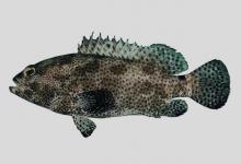 清水石斑鱼是什么鱼？