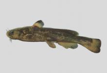 粗唇鮠是什么鱼？