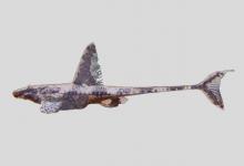 异鳍锉甲鲶是什么鱼？